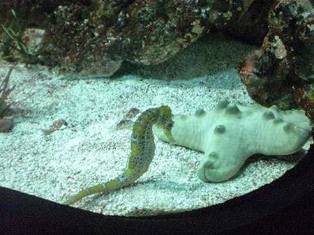 Cómo ir de Madrid al Zoo Aquarium